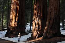 Junto a um imponente grupo de enormes sequoias no Sequoia National Park, na Califórnia - EUA